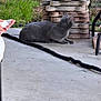 cat, gray_cat, concrete, patio, bricks, stacked_bricks, garden, outdoor, green_grass, hose, black_hose, animal, pet, side_view, resting, feline, ear, paw, quiet, daylight