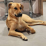 Vanille participe au concours pour gagner de l'argent avec cette photo : dog, tan_dog, lying_down, floor, indoor, tile_floor, bar_stool, metal, wooden_cabinet, pet, canine, relaxed, calm, animal, mammal, domestic_animal, paw, ears, snout, quiet