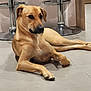 dog, tan_dog, lying_down, floor, indoor, tile_floor, bar_stool, metal, wooden_cabinet, pet, canine, relaxed, calm, animal, mammal, domestic_animal, paw, ears, snout, quiet