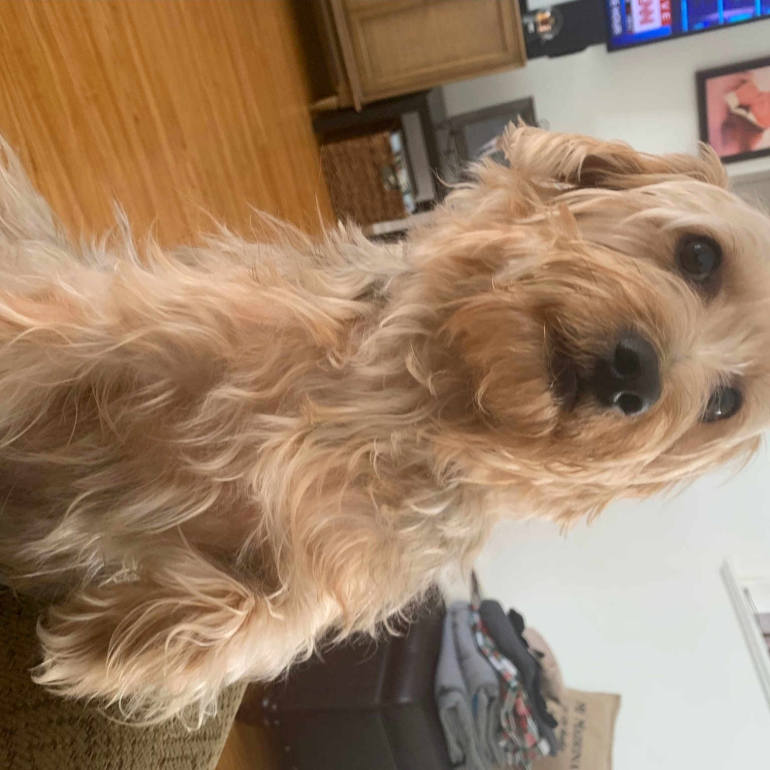 Benji