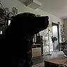 black_dog, contrast, cozy, decor, dog, door, floor, furniture, household, indoor, lamp, living_room, modern, pet, plant, profile, shadow, silhouette, table, wall_mural