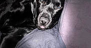 Nash a rejoint le concours — aidez-le/la à gagner de superbes lots ! animal, black_dog, closeup, companion, cozy, cushion, cute, dark_background, dog, domestic_animal, fur, indoor, muzzle, pet, pillow, relaxing, resting, sleeping, soft, tongue_out