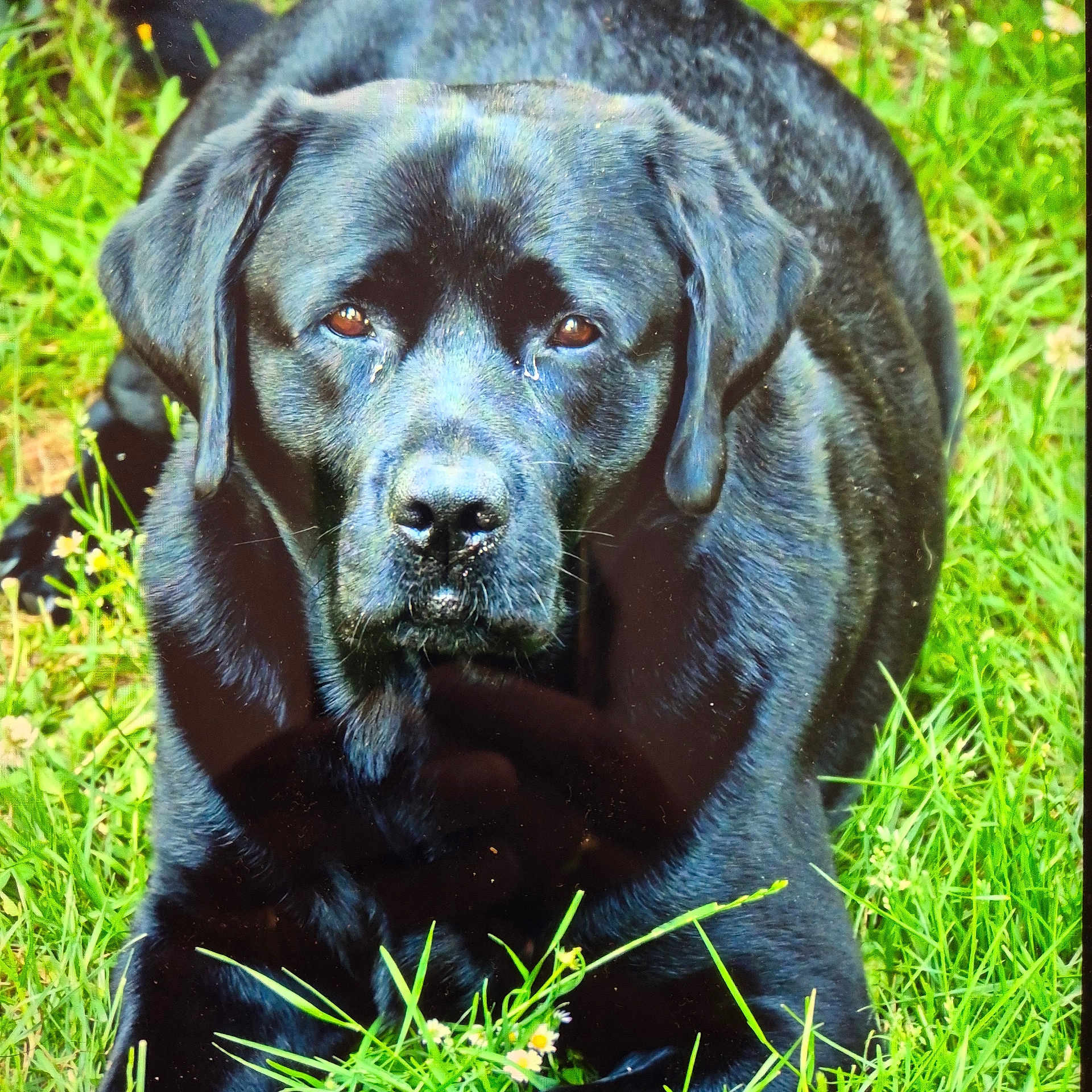 Nash