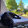 Nash participe au concours pour gagner de l'argent avec cette photo : backyard, bench, black_dog, blue_sky, canine, cushion, dog, flower_pot, grass, greenery, nature, outdoor, peaceful, pet, relaxation, resting, summer, sunlight, tree, wooden_furniture