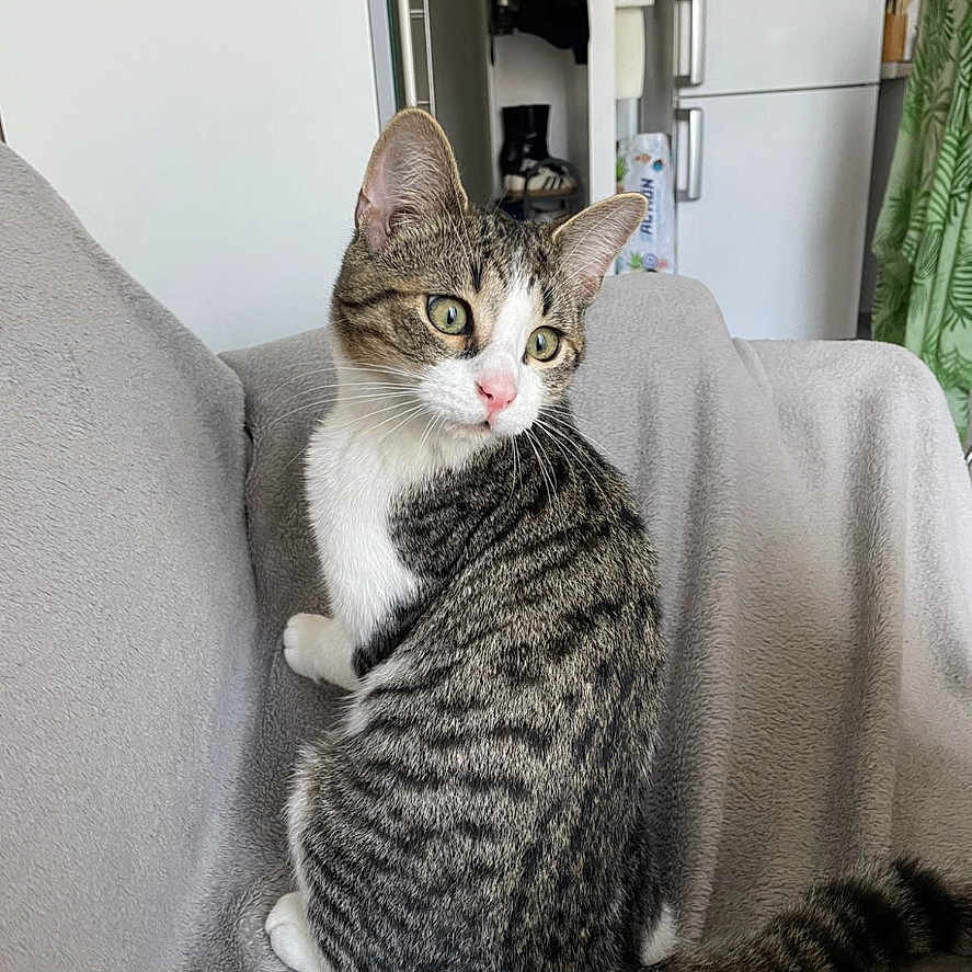 Zephyr a rejoint le concours — aidez-le/la à gagner de superbes lots ! abyssinian, animal, architecture, bed, bedroom, blanket, building, cat, couch, cushion, furniture, homedecor, indoors, interiordesign, kitten, manx, person, pet, room, sleeping