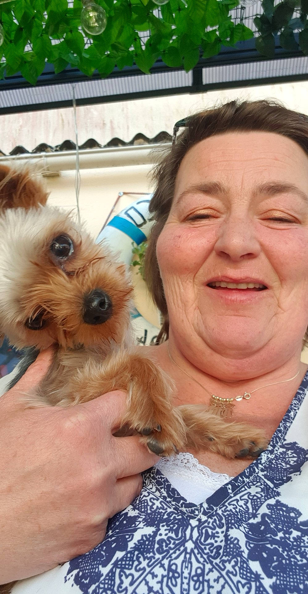 Paco participe au concours pour gagner de l'argent avec cette photo : australian_terrier, canidae, carnivore, companion_dog, dog, dog_breed, maltepoo, mammal, morkie, norwich_terrier, photography, puppy, puppy_love, rare_breed_dog, selfie, skin, terrier, toy_dog, yorkipoo, yorkshire_terrier