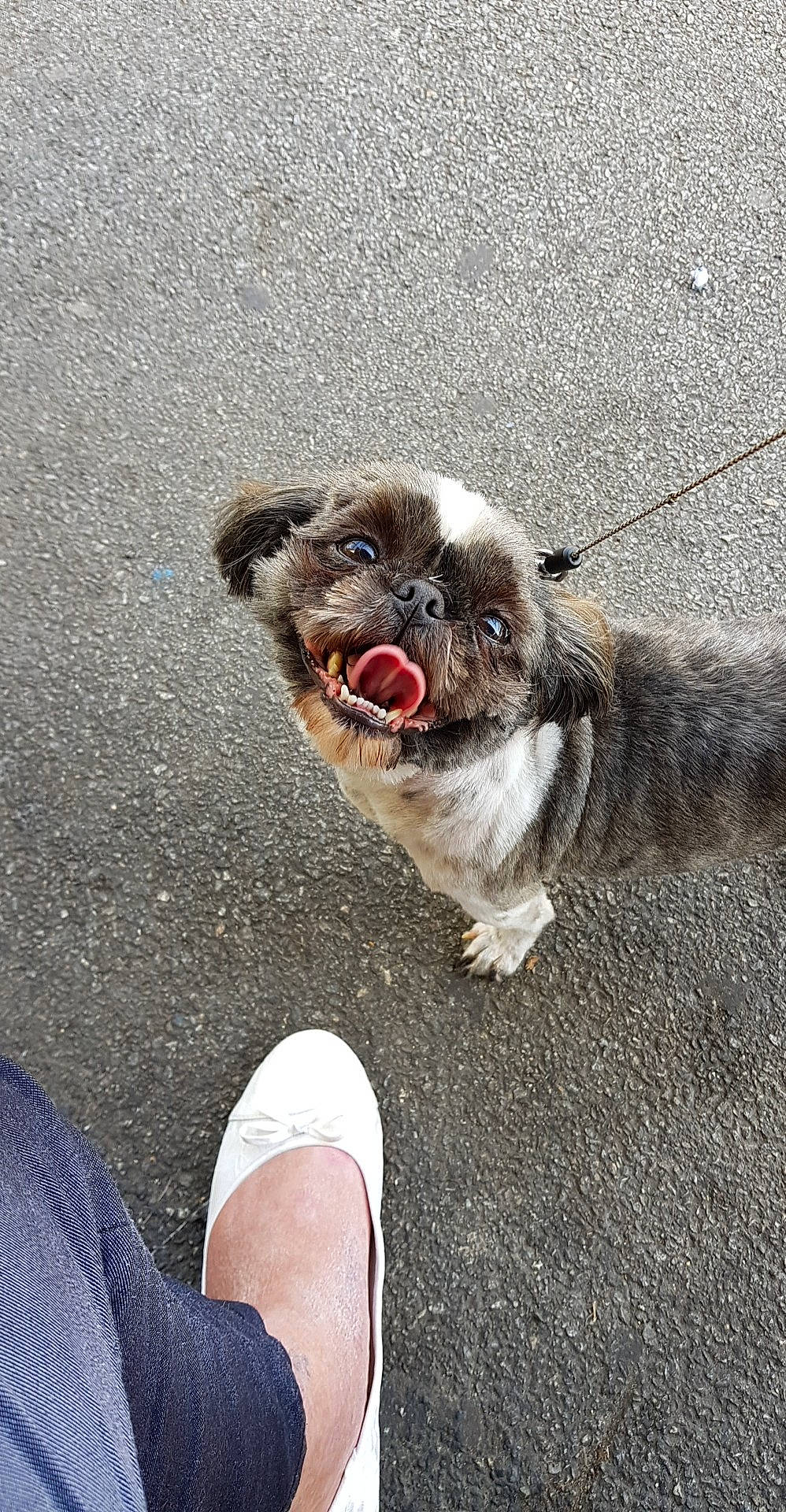 Manga a rejoint le concours — aidez-le/la à gagner de superbes lots ! canidae, carnivore, companion_dog, dog, dog_breed, leg, paw, pekingese, pug, puppy, snout, sporting_group, street_dog, tongue, toy_dog