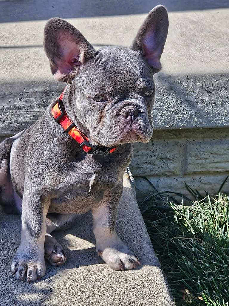 Beauregard Lee Smith