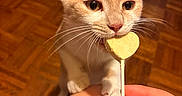 Nibbles joined the competition — help win amazing prizes! cat, ginger_cat, pet, indoor, wooden_floor, lollipop, heart_shape, hand, curious, cute, whiskers, close_up, animal, feline, playful, orange, person, knees, food, treat