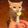 cat, ginger_cat, pet, indoor, wooden_floor, lollipop, heart_shape, hand, curious, cute, whiskers, close_up, animal, feline, playful, orange, person, knees, food, treat