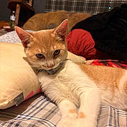 Nibbles joined the competition — help win amazing prizes! cat, orange_cat, white_cat, indoor, bed, pillow, blanket, plaid, furniture, relaxed, pet, collar, resting, cozy, cat_tree, soft_furnishings, domestic, cute, animal, sleepy
