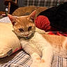 cat, orange_cat, white_cat, indoor, bed, pillow, blanket, plaid, furniture, relaxed, pet, collar, resting, cozy, cat_tree, soft_furnishings, domestic, cute, animal, sleepy