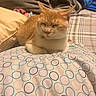 Nibbles joined the competition — help win amazing prizes! cat, orange_cat, white_cat, pillow, blanket, bed, indoor, cozy, sleeping, pet, animal, feline, resting, soft, patterned_pillow, fabric, comfort, relaxed, cute, domestic_animal