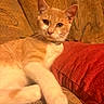 Nibbles is registered to the contest to win money with this photo: cat, orange_cat, white_cat, pet, feline, couch, red_pillow, indoor, relaxed, fur, whiskers, collar, closeup, seated, looking_at_camera, home, cozy, texture, warm_lighting, resting