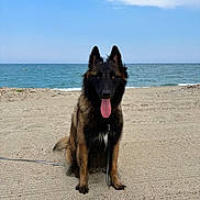 Artax participe au concours pour gagner de l'argent avec cette photo : beach, belgian_shepherd, black_and_tan, clouds, dog, driftwood, fluffy, leash, long_hair, ocean, outdoor, pet, portrait, sand, seaside, shoreline, sitting, sky, sunny, tongue_out