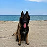 beach, belgian_shepherd, black_and_tan, clouds, dog, driftwood, fluffy, leash, long_hair, ocean, outdoor, pet, portrait, sand, seaside, shoreline, sitting, sky, sunny, tongue_out