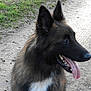 Hiziv a rejoint le concours — aidez-le/la à gagner de superbes lots ! belgian_shepherd, belgian_shepherd_malinois, carnivoran, dog, dog_breed, dog_breed_group, dog_like_mammal, east_european_shepherd, king_shepherd, kunming_wolfdog, native_american_indian_dog, old_german_shepherd_dog, rare_breed_dog, shiloh_shepherd_dog, snout, tervuren