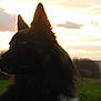 Hiziv participe au concours pour gagner de l'argent avec cette photo : dog, dog_breed, dog_breed_group, dog_like_mammal, eurasier, finnish_spitz, german_spitz_mittel, icelandic_sheepdog, karelian_bear_dog, pomeranian, schipperke, snout, whiskers