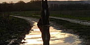 Hiziv participe au concours pour gagner de l'argent avec cette photo : cloud, dog_like_mammal, evening, grass, reflection, sky, snout, sunlight, tree, water