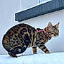 alert, animal, bengal_cat, cat, cold, curious, feline, fur, green_eyes, mammal, outdoor, pet, pink_harness, side_view, snow, tail, walking, white_wall, wild_pattern, winter