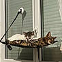cat, tabby_cat, window, hammock, pet, indoor, resting, sleeping, animal, feline, cozy, paw, tail, striped, white_cat, gray_cat, relaxed, domestic, cute, companion
