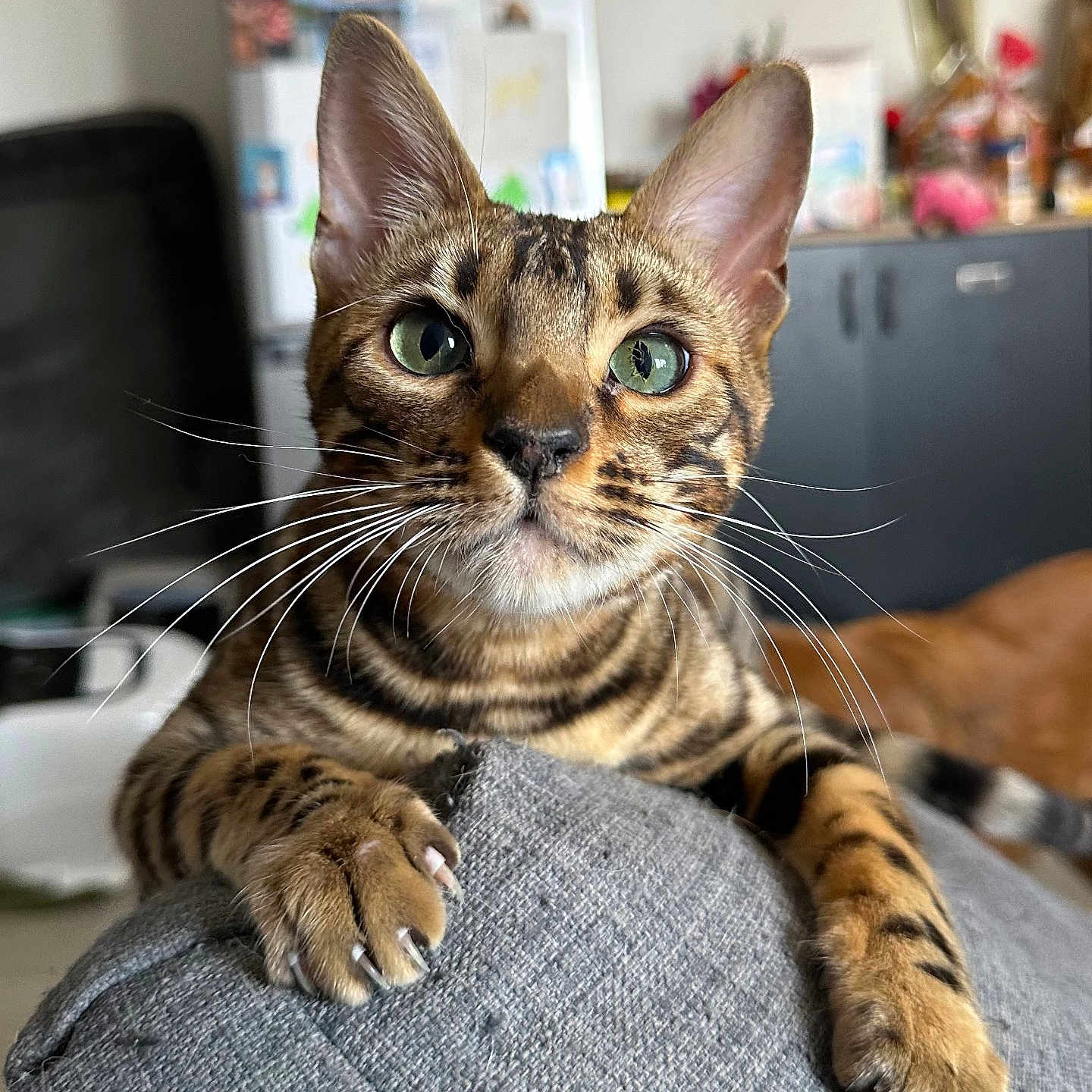 Aquali participe au concours pour gagner de l'argent avec cette photo : animal, bengal_cat, blurred_background, cabinet, cat, claws, close_up, curious, domestic_cat, furniture, gray_fabric, green_eyes, home, indoor, magnets, paws, pet, refrigerator, striped_fur, whiskers