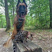 Aquali participe au concours pour gagner de l'argent avec cette photo : dog, cat, forest, wood, tree, nature, outdoor, animal, pet, harness, leash, greenery, path, cute, curious, sitting, wooden_beam, canine, feline, adventure