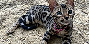 Aquali a rejoint le concours — aidez-le/la à gagner de superbes lots ! bengal_cat, kitten, cat, animal, pet, outdoor, fur, spotted, whiskers, ears, eyes, paws, collar, ground, dirt, nature, curious, young, lying_down, alert