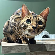 Aquali a rejoint le concours — aidez-le/la à gagner de superbes lots ! alert, animal, bengal_cat, blue_eyes, cat, closeup, crouching, curious, domestic_cat, ears, face, feline, fur, indoor, pet, portrait, spotted_fur, table, whiskers, wood