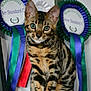 cat, bengal_cat, animal, pet, feline, award_ribbons, proud, sitting, striped, spotted, indoor, closeup, cute, whiskers, ears, eyes, face, fur, champion, trophy