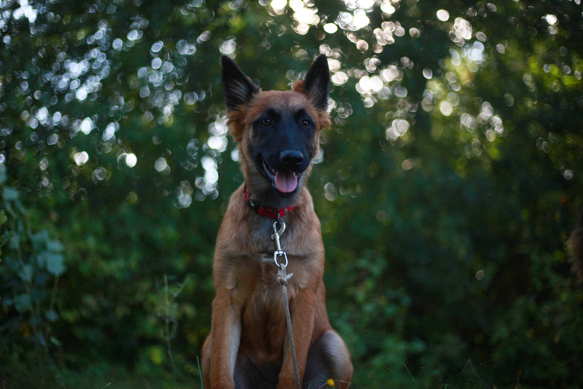 Saï participe au concours pour gagner de l'argent avec cette photo : canidae, carnivore, collar, companion_dog, dog, dog_breed, dog_collar, fawn, grass, guard_dog, liver, plant, snout, sporting_group, terrestrial_animal, tree, whiskers, wildlife, working_animal, working_dog