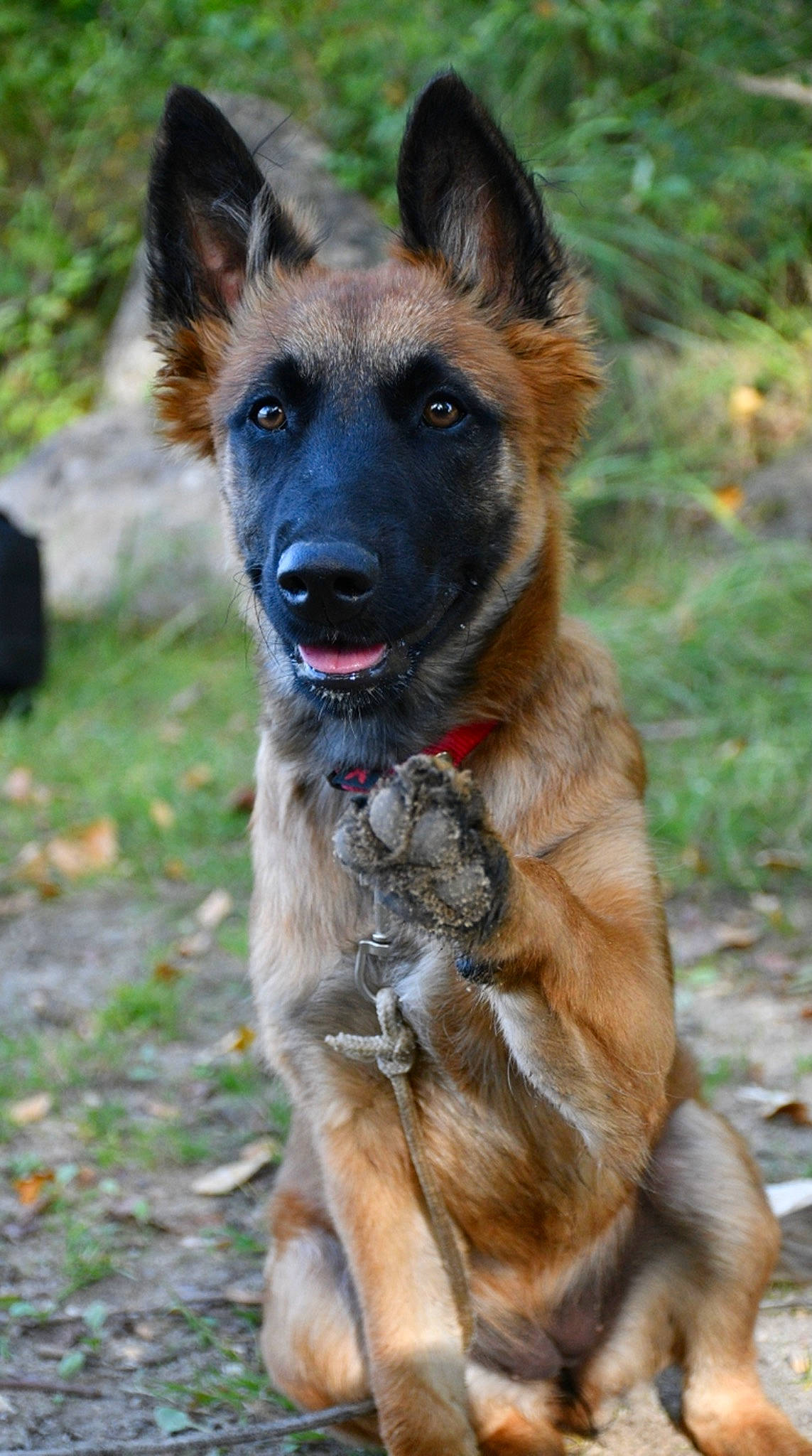 Saï a rejoint le concours — aidez-le/la à gagner de superbes lots ! canidae, carnivore, collar, companion_dog, dog, dog_breed, dog_collar, east_european_shepherd, fawn, german_shepherd_dog, grass, herding_dog, old_german_shepherd_dog, plant, snout, sporting_group, terrestrial_animal, tracking_trial, working_animal, working_dog