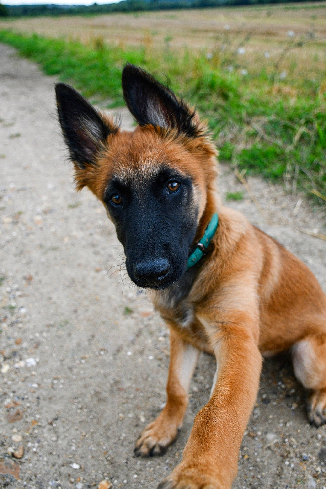 Saï participe au concours pour gagner de l'argent avec cette photo : belgian_shepherd_malinois, canidae, carnivore, collar, companion_dog, dog, dog_breed, fawn, fur, german_shepherd_dog, grass, herding_dog, old_german_shepherd_dog, plant, snout, sporting_group, terrestrial_animal, wildlife, working_animal, working_dog