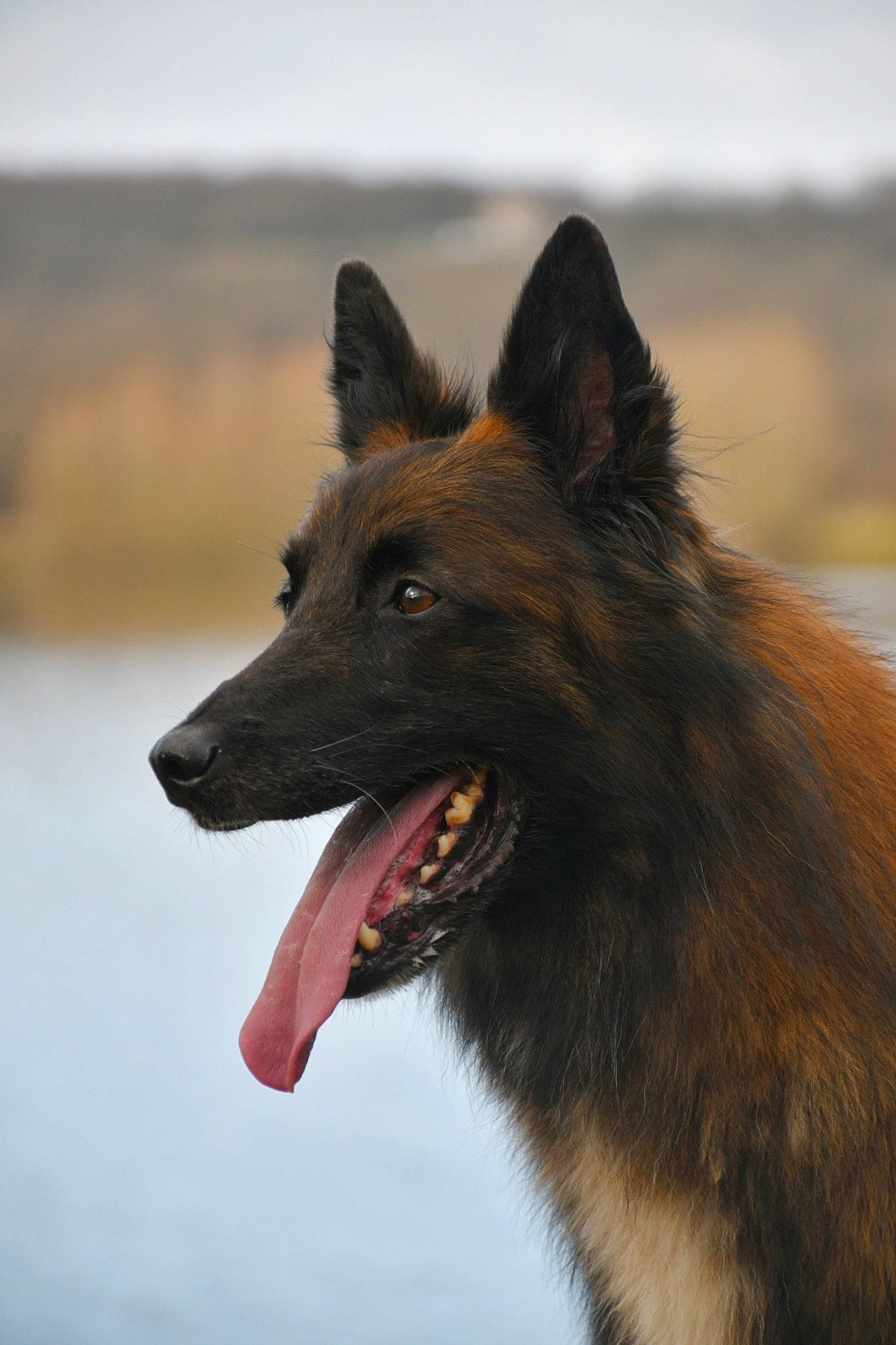 Hiziv participe au concours pour gagner de l'argent avec cette photo : biting, canidae, canis, carnivore, close_up, collar, companion_dog, dog, dog_breed, eye, fang, fur, head, jaw, snout, sporting_group, terrestrial_animal, working_animal, working_dog