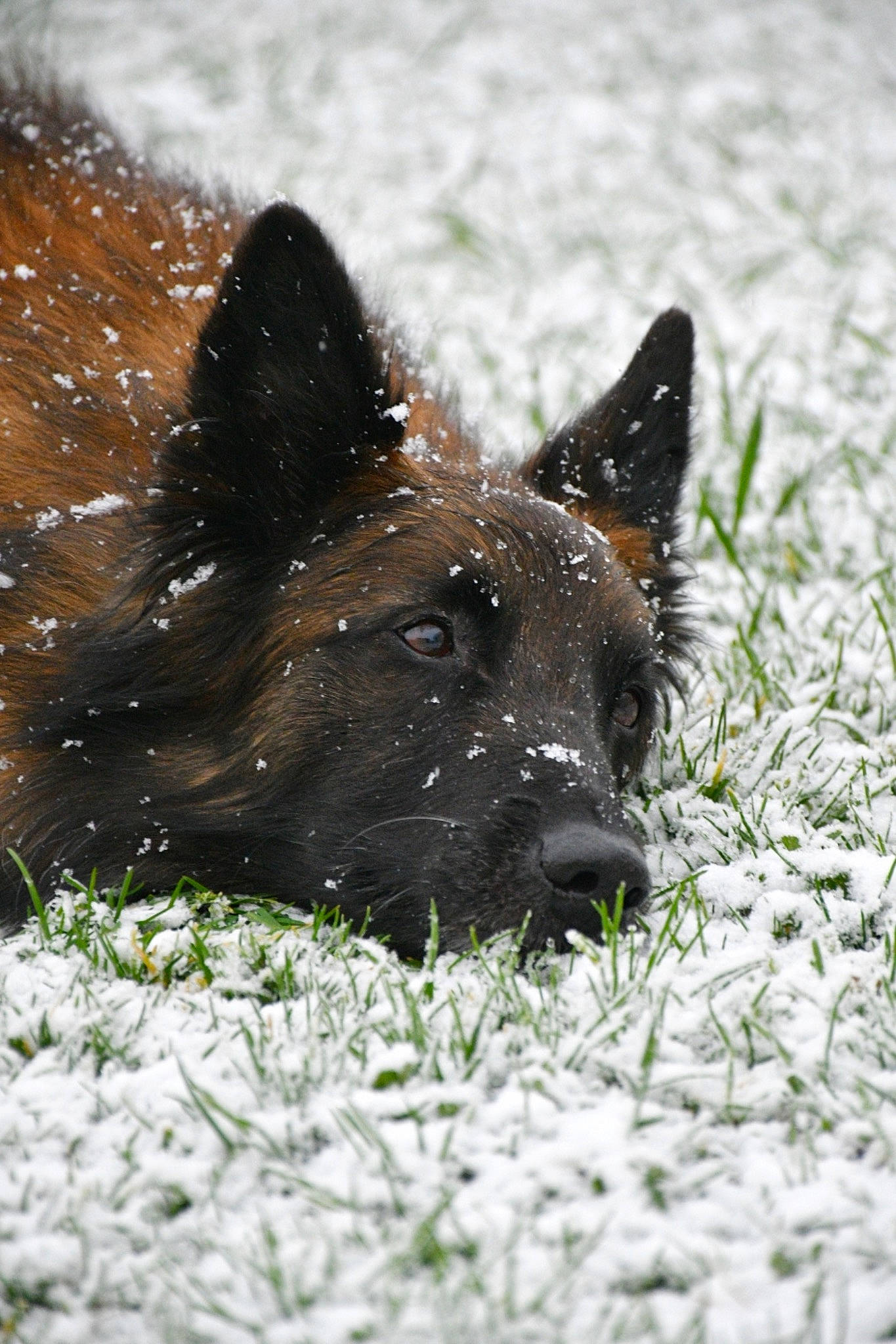 Hiziv participe au concours pour gagner de l'argent avec cette photo : canidae, carnivore, dog, dog_breed, fawn, foot, grass, liver, non_sporting_group, plant, precipitation, snout, snow, sporting_group, terrestrial_animal, whiskers, wildlife, winter, working_animal, working_dog