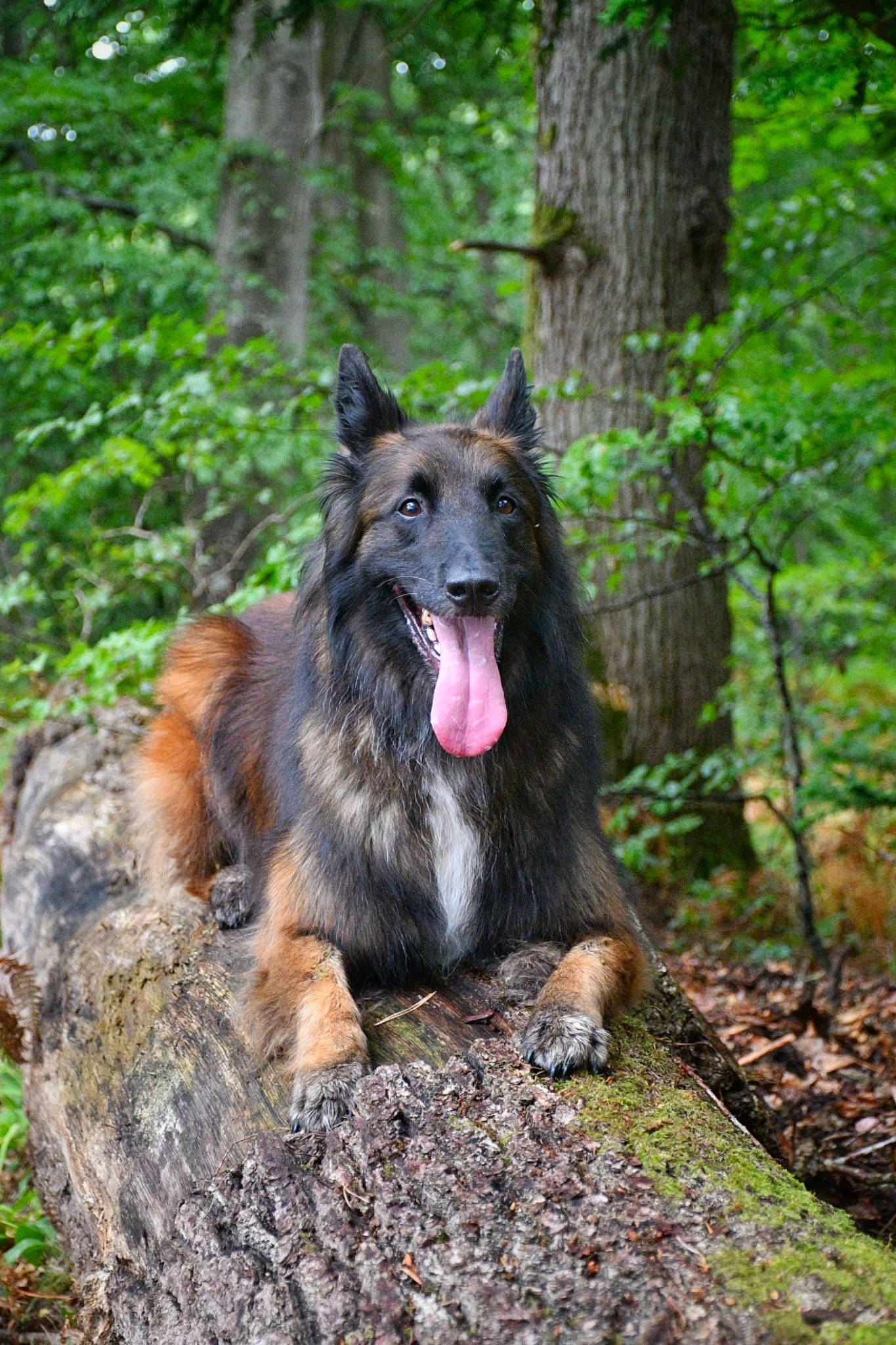 Hiziv participe au concours pour gagner de l'argent avec cette photo : bohemian_shepherd, canidae, carnivore, companion_dog, dog, dog_breed, east_european_shepherd, forest, german_shepherd_dog, herding_dog, king_shepherd, old_german_shepherd_dog, plant, snout, sporting_group, tervuren, tree, trunk, wood, working_dog