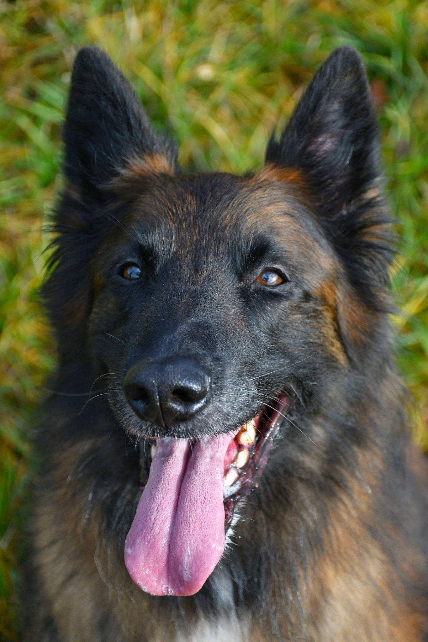 Hiziv participe au concours pour gagner de l'argent avec cette photo : canidae, carnivore, companion_dog, dog, dog_breed, grass, guard_dog, herding_dog, king_shepherd, snout, sporting_group, working_animal, working_dog