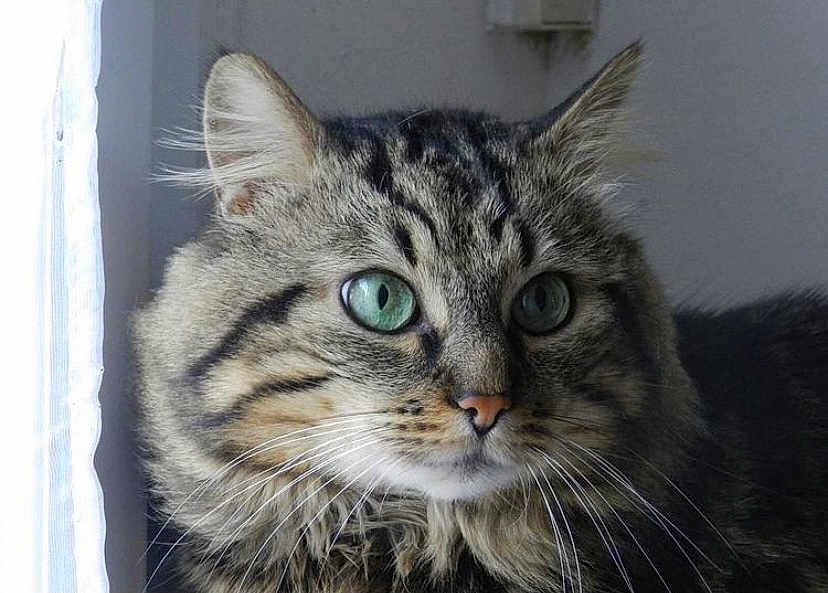 Bandit