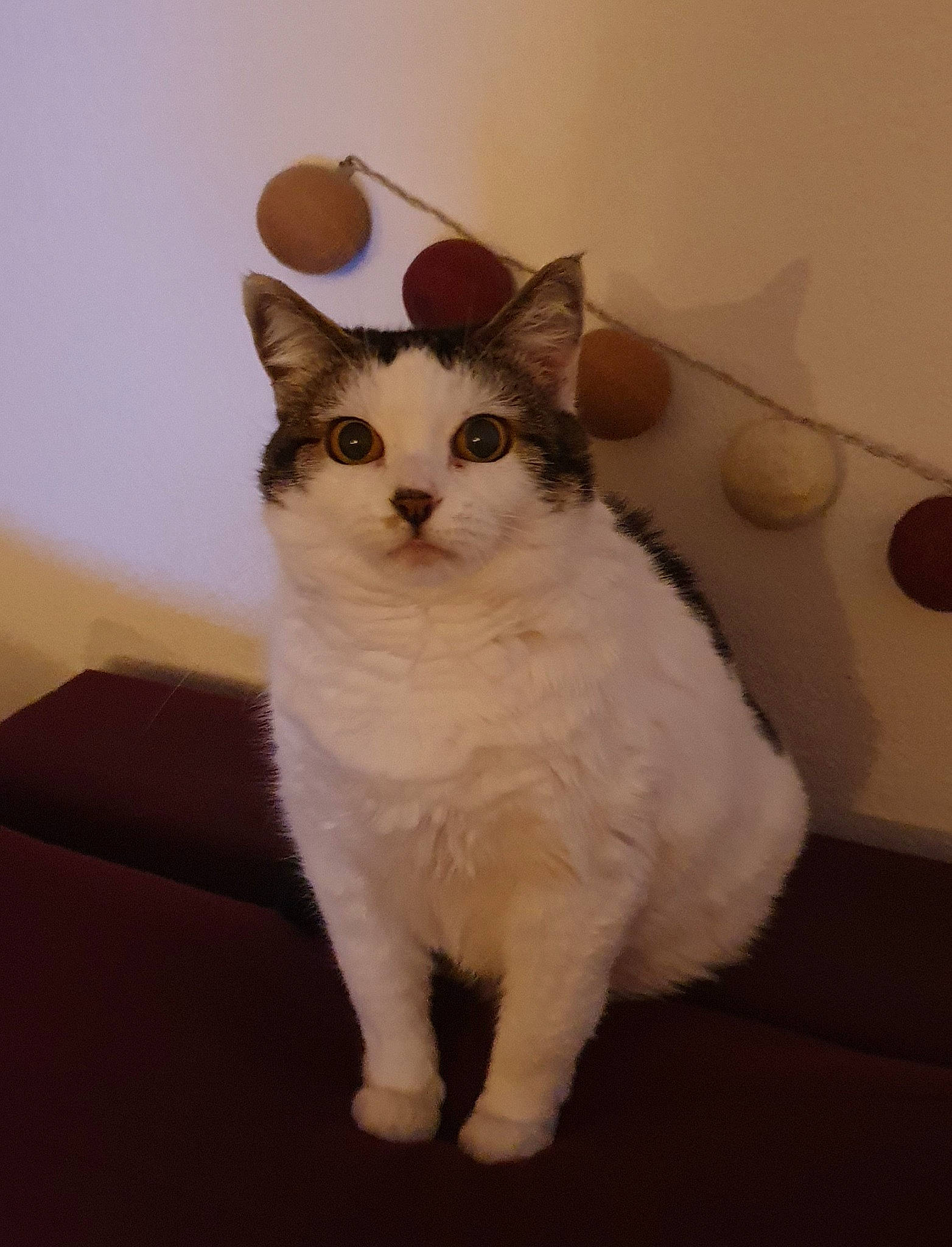 Charlotte participe au concours pour gagner de l'argent avec cette photo : carnivore, cat, comfort, domestic_short_haired_cat, door, fawn, felidae, fur, paw, sitting, small_to_medium_sized_cats, snout, tail, terrestrial_animal, whiskers, window