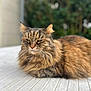 cat, fluffy, feline, outdoor, table, relaxed, brown_fur, green_eyes, nature, blurred_background, pet, animal, whiskers, close_up, portrait, calm, resting, domestic_cat, fur, ears