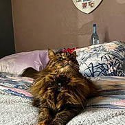 Sweetie a rejoint le concours — aidez-le/la à gagner de superbes lots ! cat, fluffy, bed, blanket, pillow, indoor, feline, pet, fur, resting, cozy, home, portrait, looking_up, collage, wall, decor, relaxed, animal, domestic