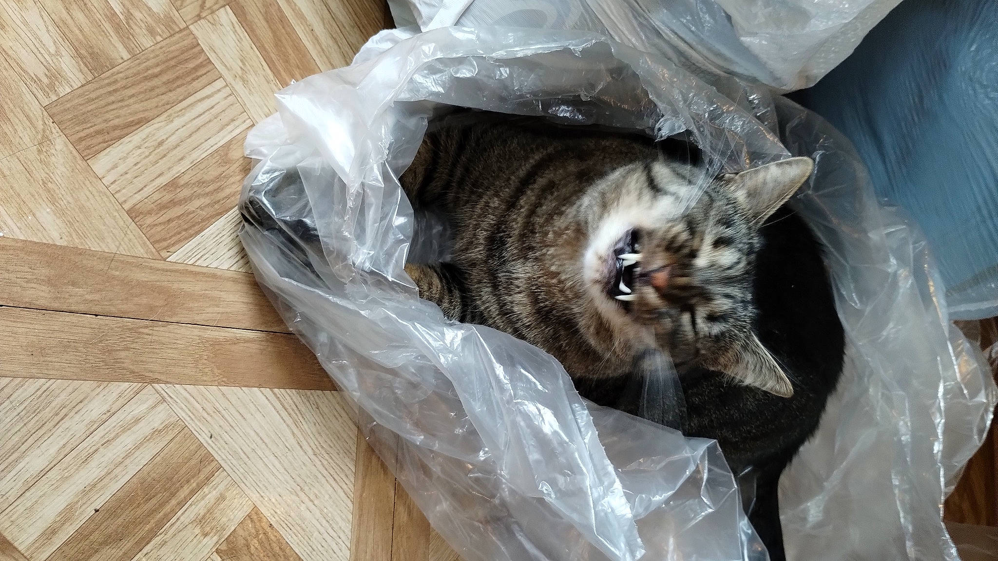 Alley joined the competition — help win amazing prizes! basket, box, carnivore, cat, comfort, domestic_short_haired_cat, felidae, fur, grey, hardwood, packing_materials, plastic_bag, plastic_wrap, small_to_medium_sized_cats, tail, varnish, whiskers, wood, wood_flooring, wood_stain