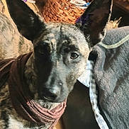 Fiestygirl is registered to the contest to win money with this photo: dog, brindle, scarf, close_up, indoor, pet, curious, ears, brown, furniture, basket, fabric, canine, portrait, animal, domestic, snout, looking, cozy, soft