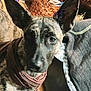 dog, brindle, scarf, close_up, indoor, pet, curious, ears, brown, furniture, basket, fabric, canine, portrait, animal, domestic, snout, looking, cozy, soft