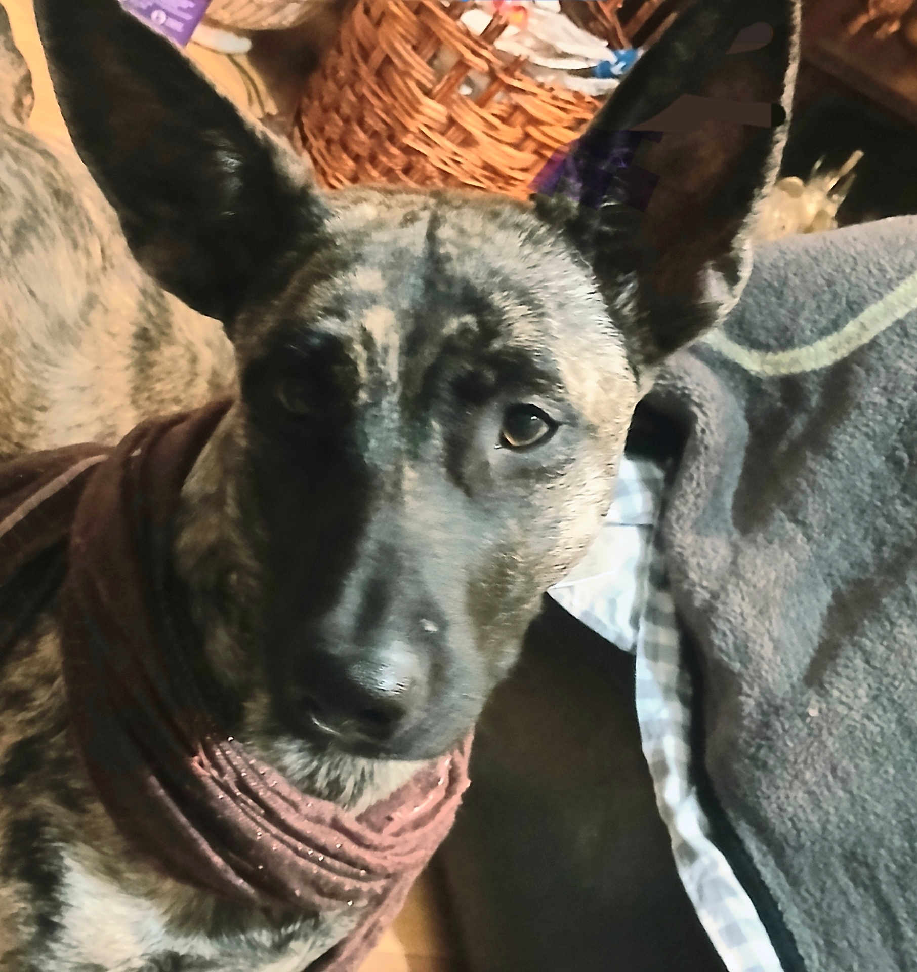 Fiestygirl is registered to the contest to win money with this photo: dog, brindle, scarf, close_up, indoor, pet, curious, ears, brown, furniture, basket, fabric, canine, portrait, animal, domestic, snout, looking, cozy, soft