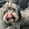 adorable, animal, black_fur, bow, car_interior, car_seat, companion, cute, dog, fur, indoor, leisure, looking_up, lying_down, mammal, pet, seat, small_dog, tongue, tongue_out