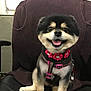 animal, black_fur, chair, companion, cute, dog, domestic_animal, flower_collar, fur, happy, harness, indoor, office, pet, pink_collar, portrait, sitting, small_dog, smiling, tan_fur