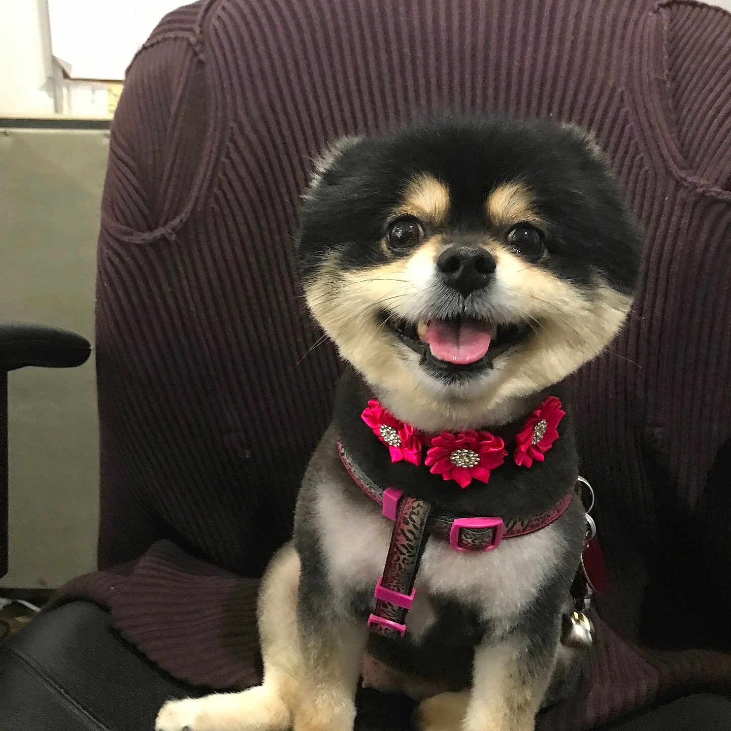 Lily Jade Mccoy joined the competition — help win amazing prizes! animal, black_fur, chair, companion, cute, dog, domestic_animal, flower_collar, fur, happy, harness, indoor, office, pet, pink_collar, portrait, sitting, small_dog, smiling, tan_fur