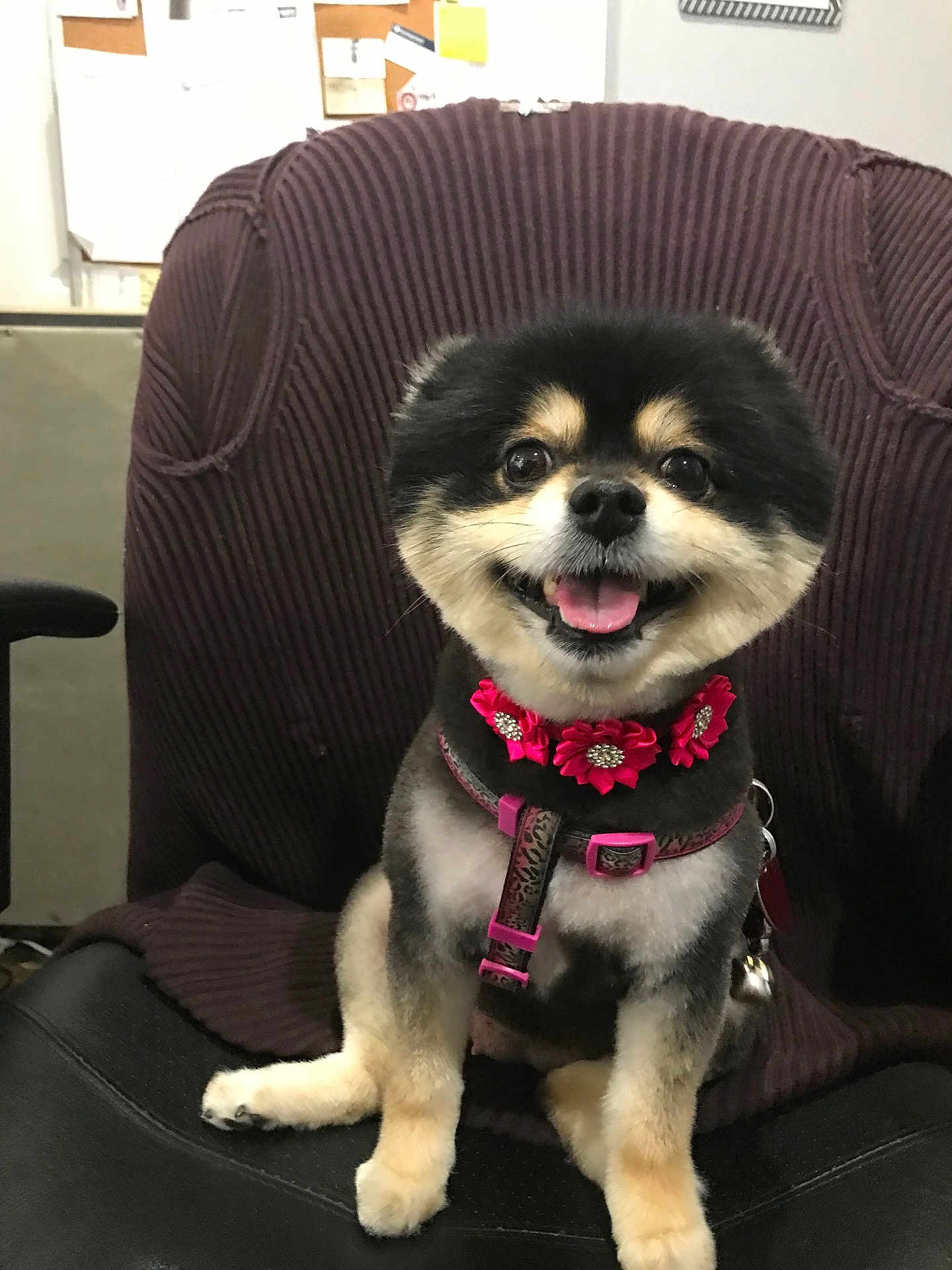 Lily Jade Mccoy joined the competition — help win amazing prizes! animal, black_fur, chair, companion, cute, dog, domestic_animal, flower_collar, fur, happy, harness, indoor, office, pet, pink_collar, portrait, sitting, small_dog, smiling, tan_fur