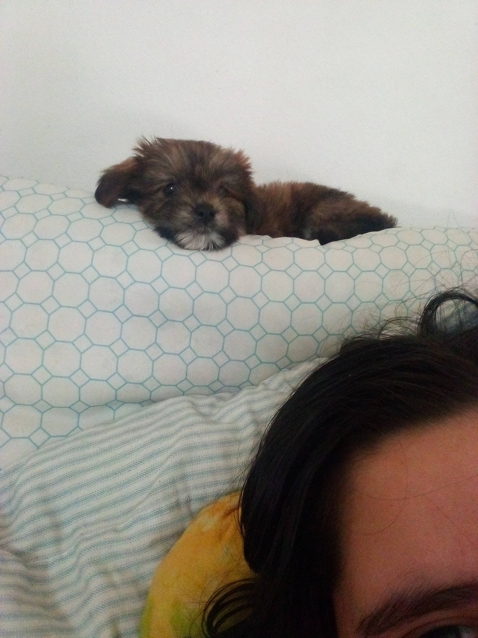 Baliey joined the competition — help win amazing prizes! bathing, carnivore, comfort, companion_dog, dog, dog_breed, eyelash, eyewear, fawn, felidae, fur, happy, linens, liver, sky, snout, sunglasses, tail, terrestrial_animal, toy_dog